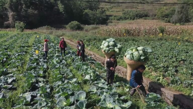 ممارسات الصين في تعزيز المكاسب في مجال التخفيف من حدة الفقر