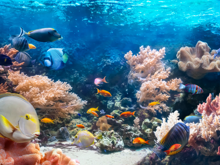 زرع أكثر من 100 ألف شتلة من الشعاب المرجانية في مدينة سانشا