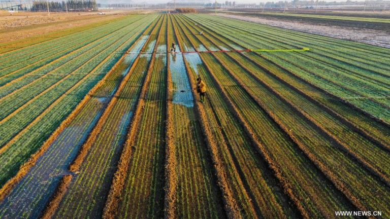 الحصاد - الصين