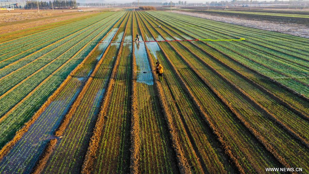 الحصاد - الصين