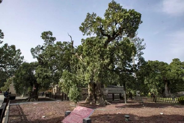 الصين - أشجار السرو