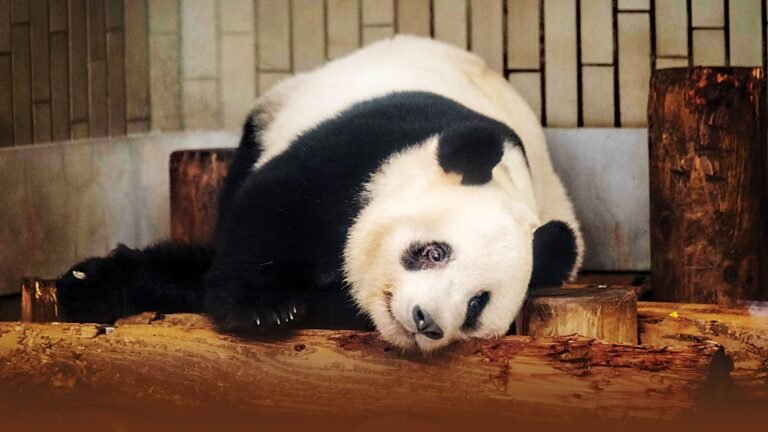 آخر دببة الباندا في اليابان يعود إلى الصين