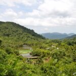 إصدار خرائط عالية الدقة لتنوع الغابات في الصين