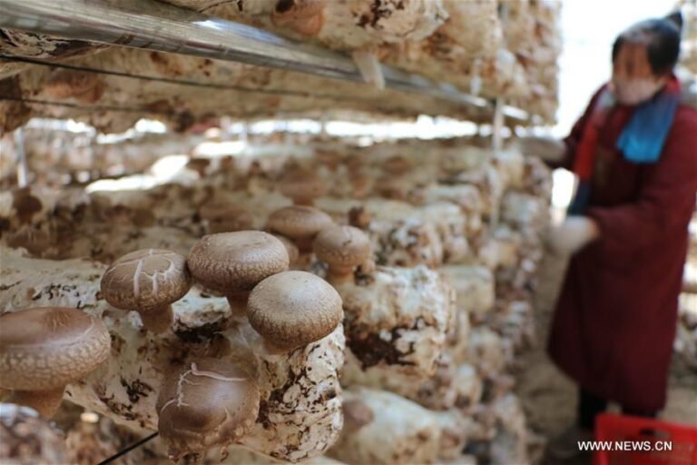 الصين.. زراعة الفطر بالتكنولوجيا تدعم الازدهار في المحافظة النائية شرقي البلاد
