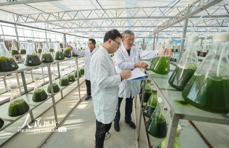 زراعة الطحالب الدقيقة في رونغتشنغ تعزز التحول الأخضر للاقتصاد البحري