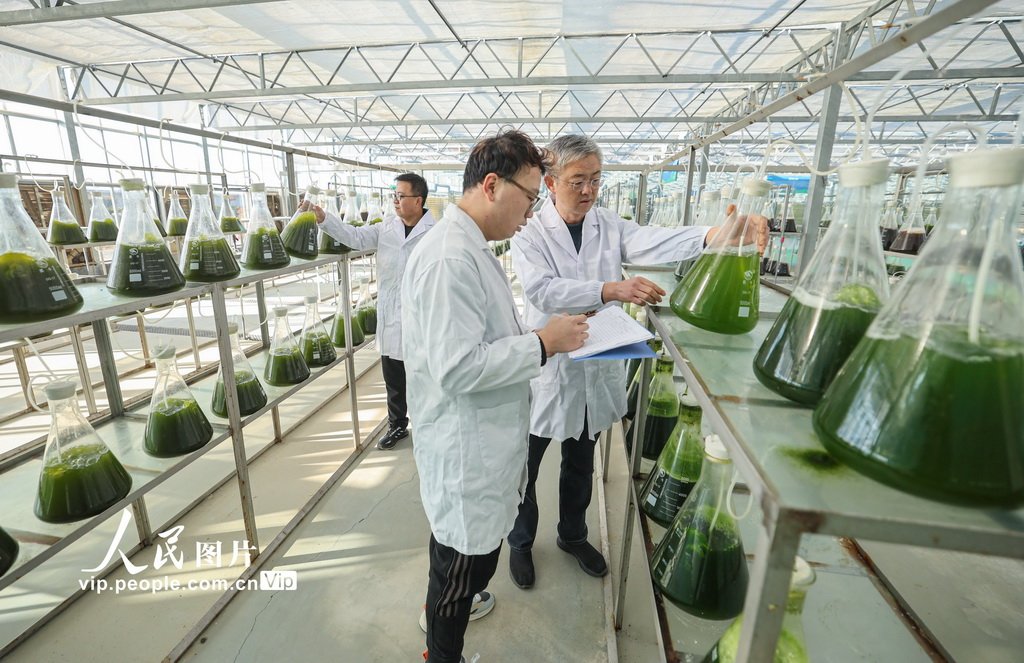 زراعة الطحالب الدقيقة في رونغتشنغ تعزز التحول الأخضر للاقتصاد البحري