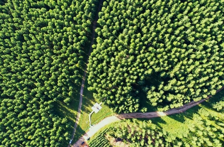 خلال عام 2025.. تشجير أكثر من 8 ملايين هكتار من الأراضي في الصين