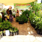 بعد سنوات من الحرب.. مهرجان الزهور ينعش الخرطوم