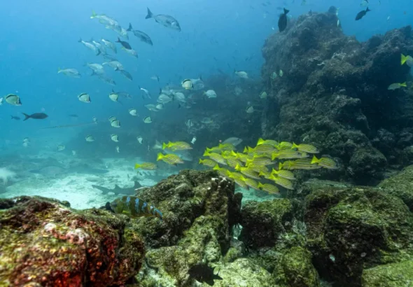 أعماق البحار