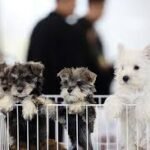 الجيل زد يعيد تشكيل استهلاك منتجات الحيوانات الأليفة في الصين