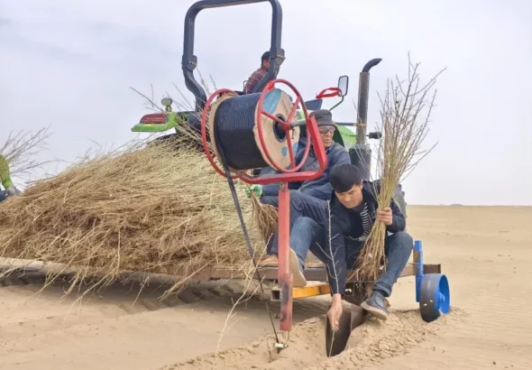 تشجير الصجراء