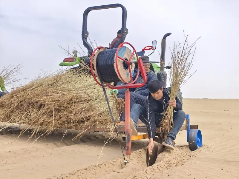 تشجير الصجراء