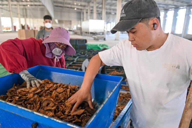 الأعشاب الطبية تزدهر على طول حافة صحراء تاكلاماكان