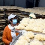 الصورة: حصاد الفطر في شرقي الصين