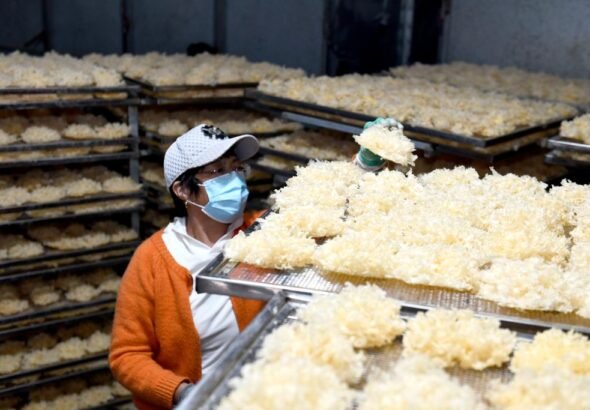 الصورة: حصاد الفطر في شرقي الصين