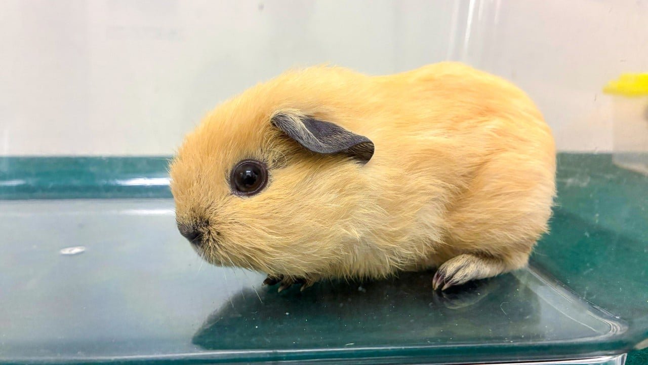 Hong Kong woman arrested over smuggling 7 animals at border checkpoint