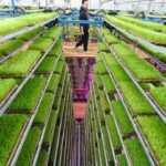 Prepare for ‘China shock 3.0’ to the global food economy