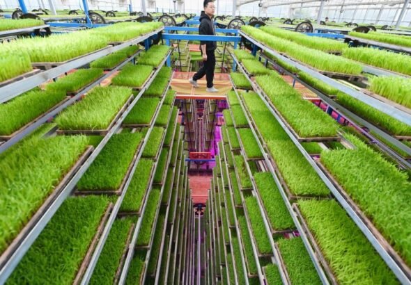Prepare for ‘China shock 3.0’ to the global food economy