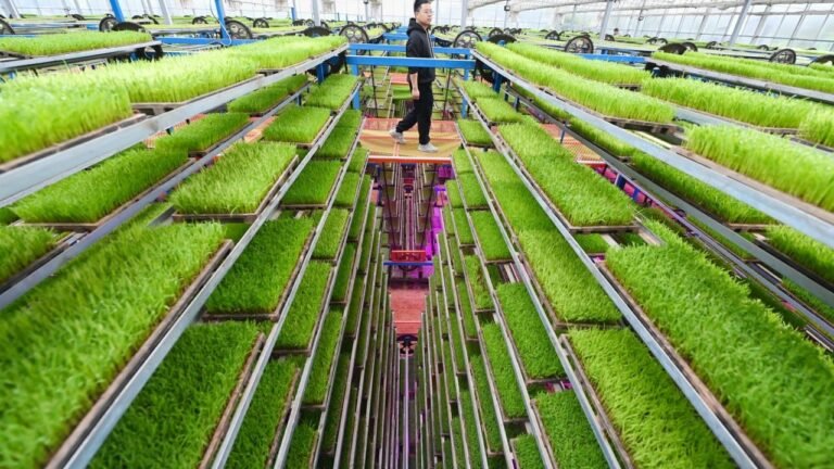 Prepare for ‘China shock 3.0’ to the global food economy