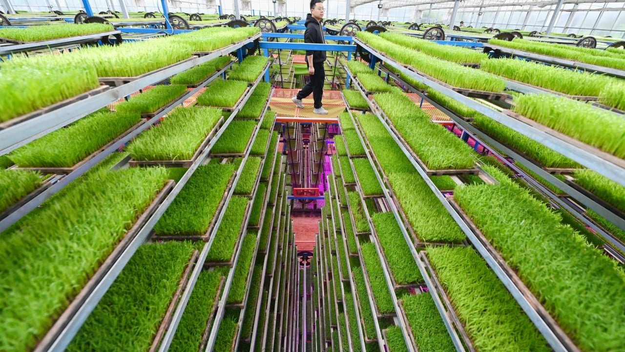 Prepare for ‘China shock 3.0’ to the global food economy