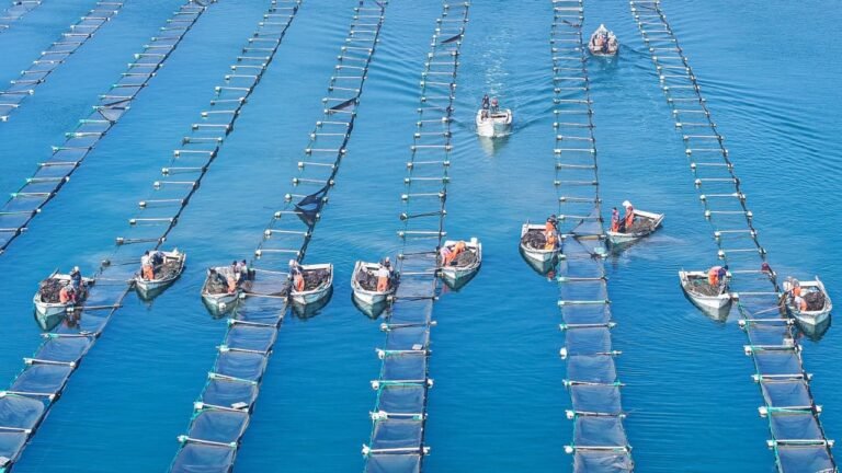 Why are China’s coastal fish farms disappearing while India’s are expanding?