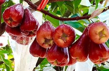 تفاح الشمع في يوننان