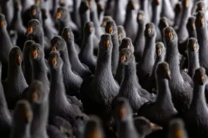 الصين تقبل على كبد الأوز المحلي… وفرنسا تواجه منافساً جديداً