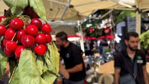 بين الأحمر الموسمي وهشاشة الرزق.. حمانا اللبنانية تعيد تعريف نفسها في موسم الكرز