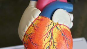 دراسة: "جودة" العضلات قد تكون مفتاحا للوقاية من أمراض القلب