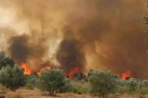 المغرب: اندلاع أكثر من 300 حريق غابوي منذ بداية العام