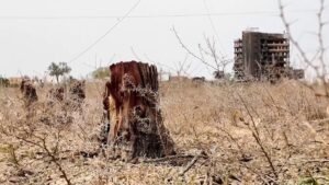 الحرب تلتهم غابات السودان ومبادرات لاستعادة "الخرطوم الخضراء"