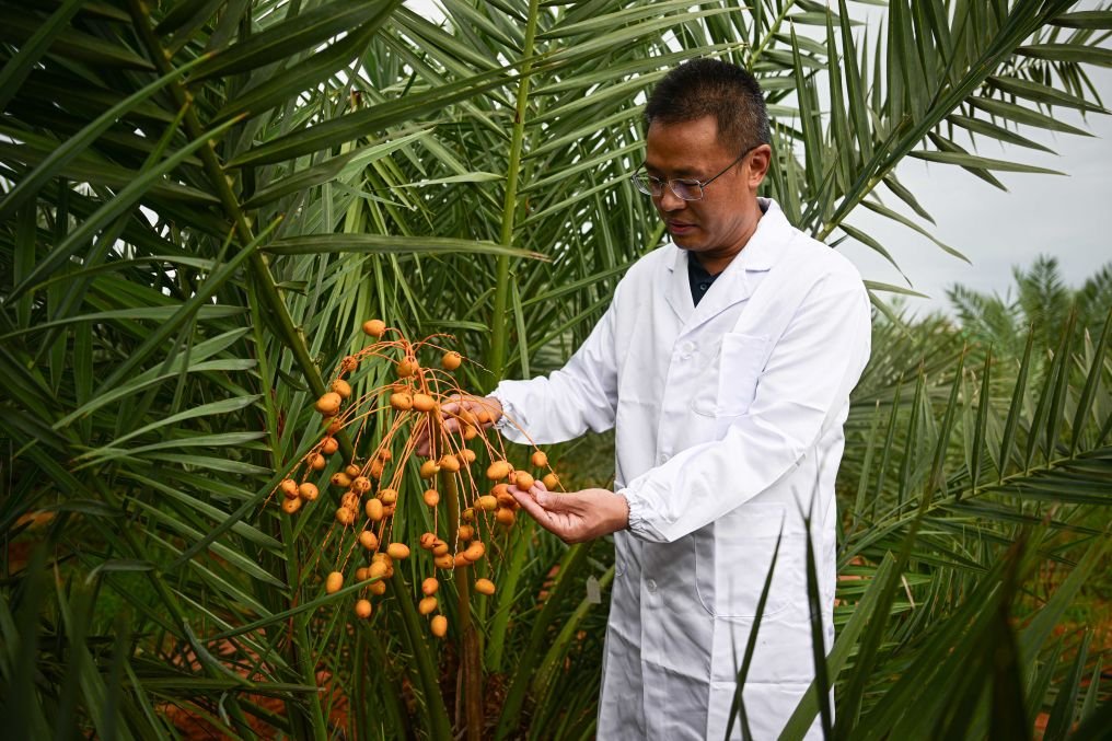 أشجار نخيل التمر في  غابة الصداقة الصينية-الإماراتية