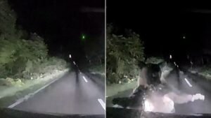 لحظات مرعبة داخل سيارة بعد هجوم ليلي مفاجئ من دب
